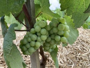 Journées du patrimoine 2024 - Visite des vignes @ Clos des vignes de Berchères